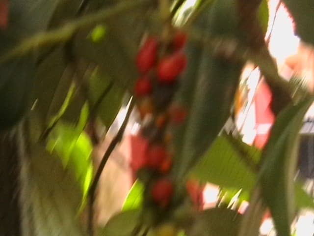 Black Pepper (Maricha)