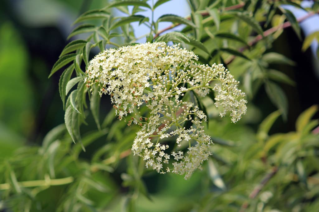 Elderberry