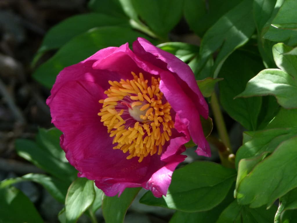 Peony (Western)