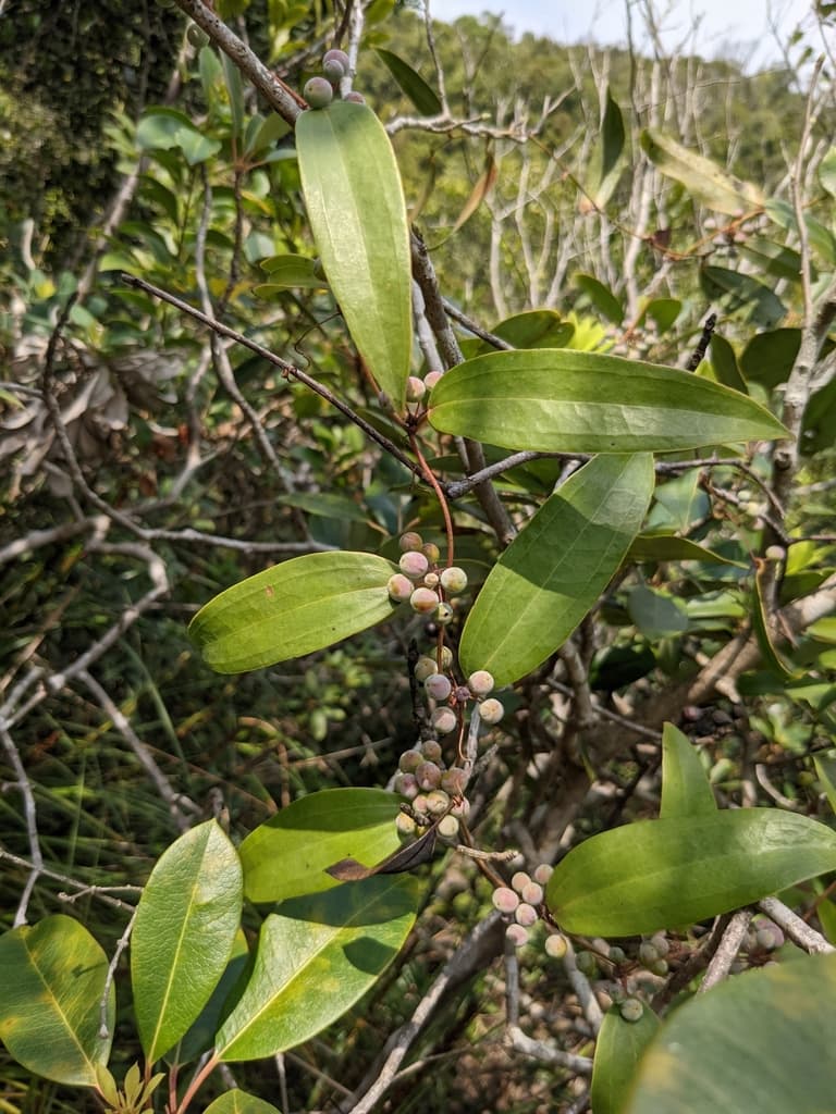 Smilax (Tu Fu Ling)