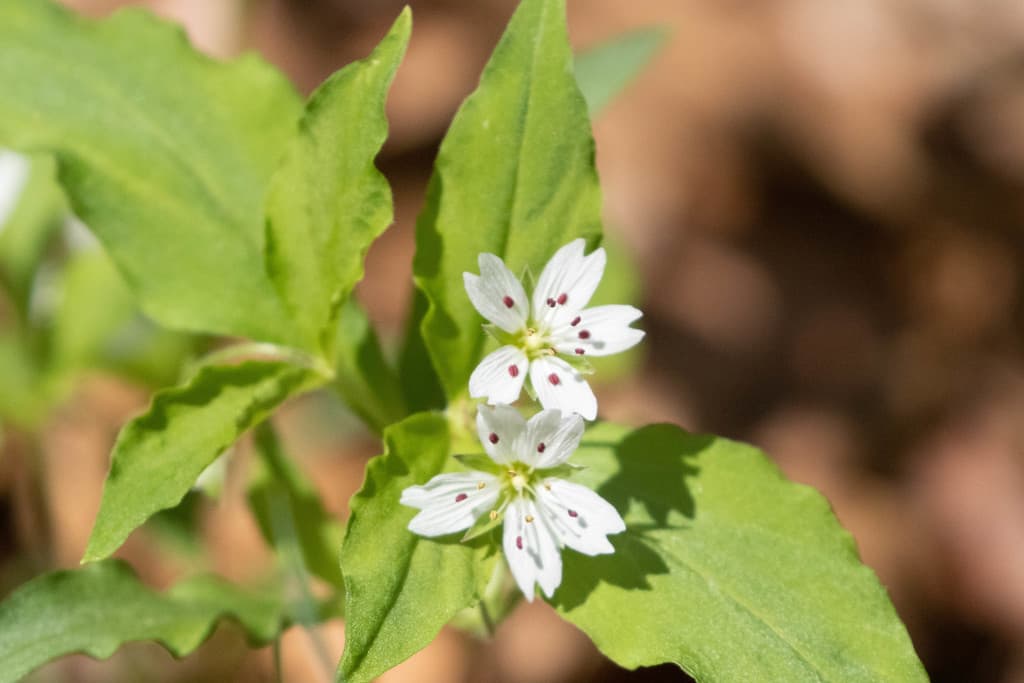 Pseudostellaria (Tai Zi Shen)