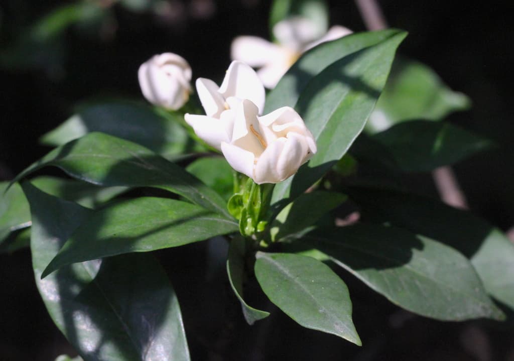 Gardenia (Zhi Zi)