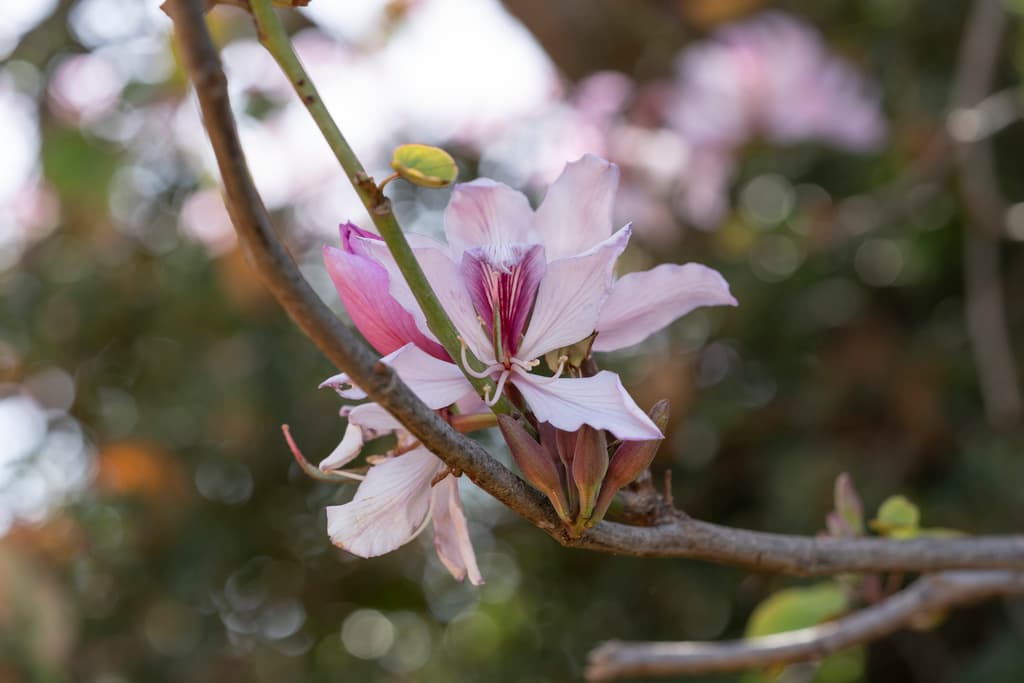 Kanchanar (Orchid Tree)