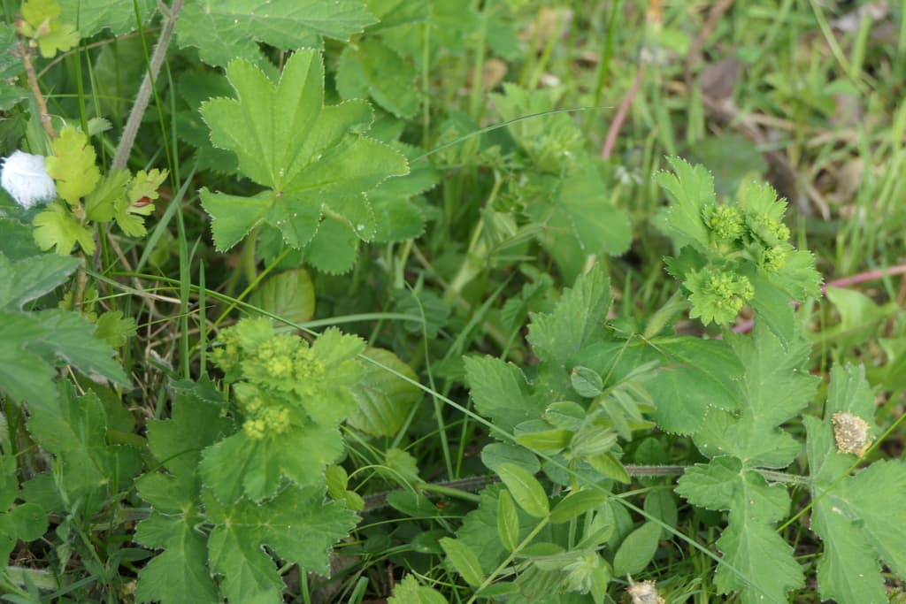 Lady's Mantle