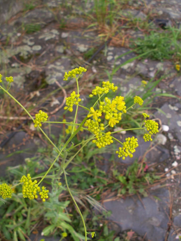 Dyers Woad Root (Jin Dai)