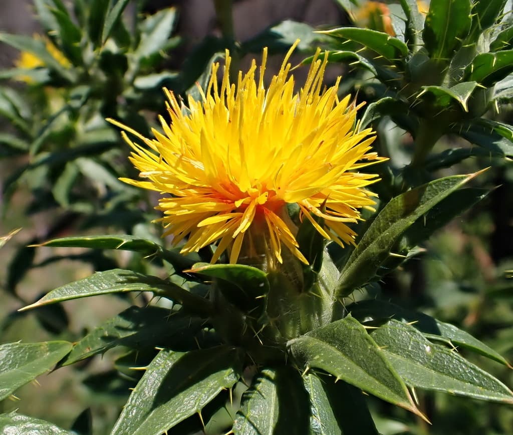 Safflower (Hong Hua)