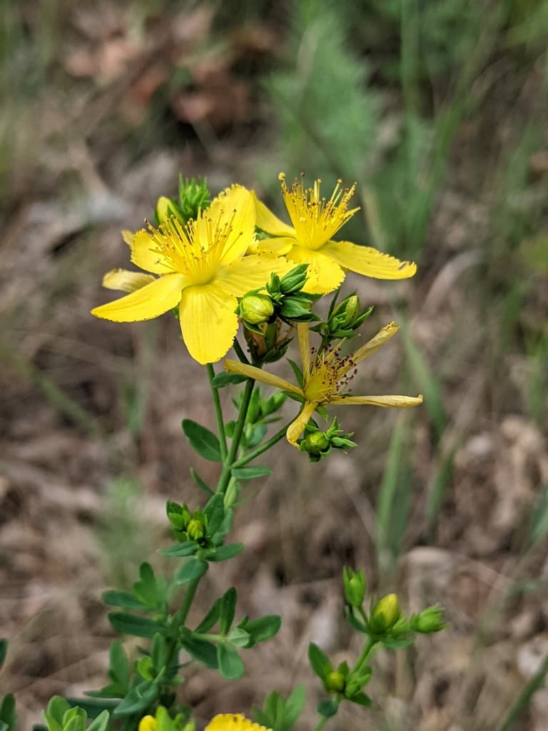 St. John's Wort