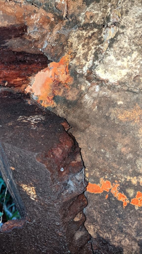 Antrodia / Niu Zhang Zhi