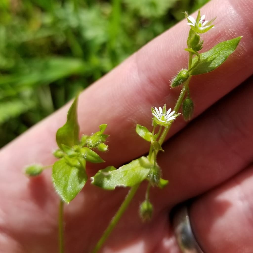 Chickweed