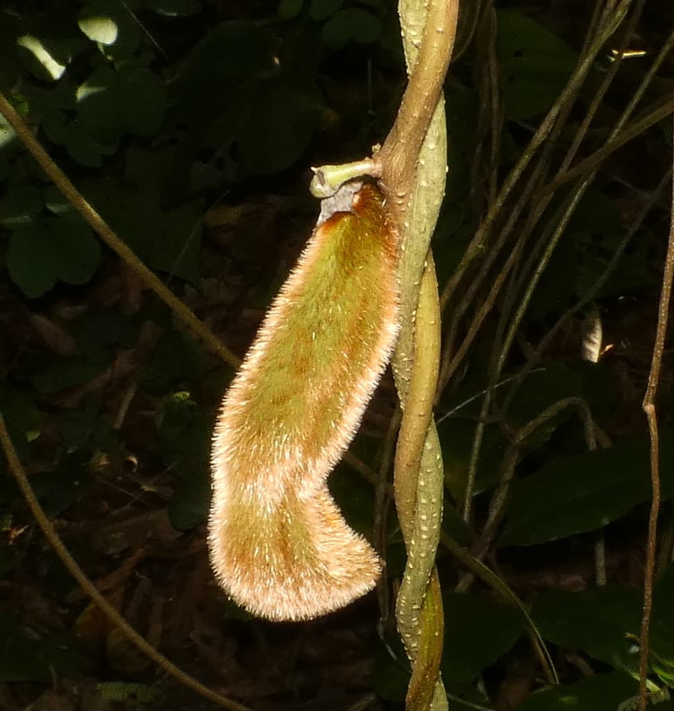 Kapikacchu (Mucuna pruriens)