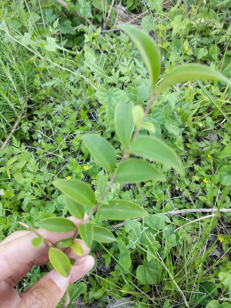 Ligustrum (Nu Zhen Zi)