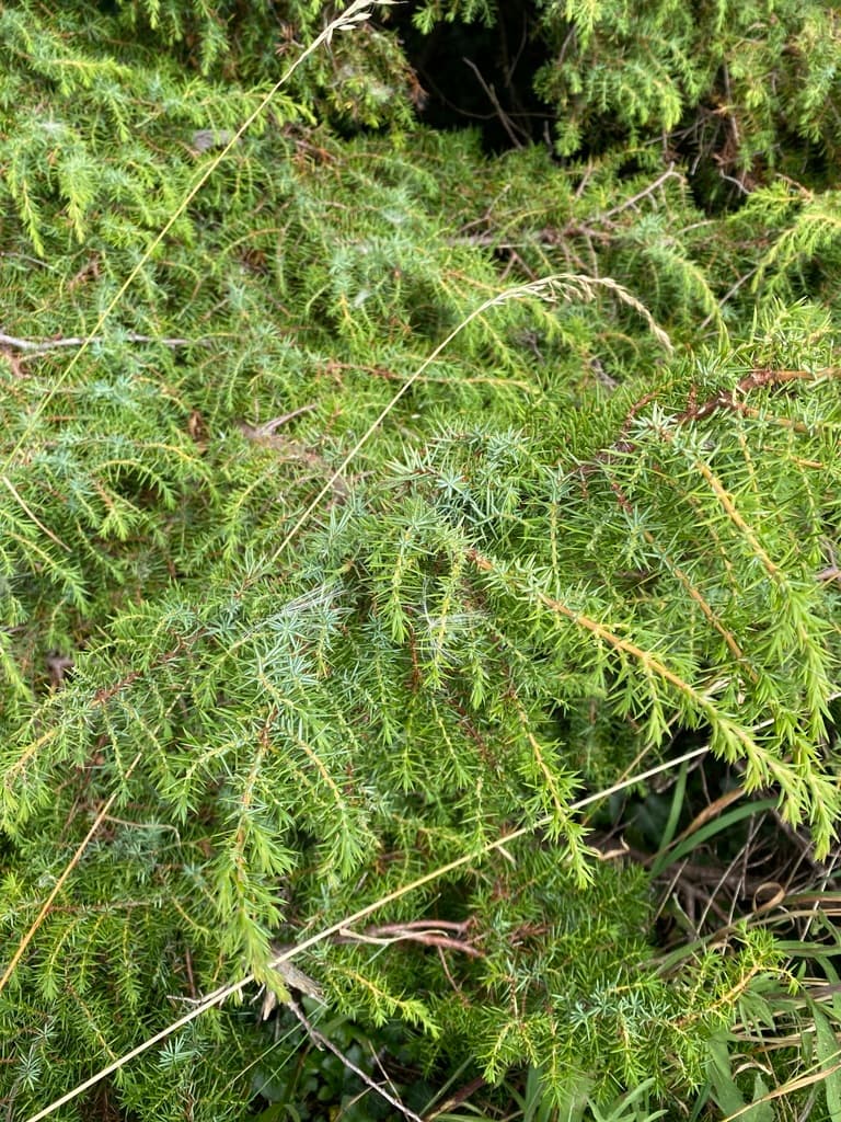 Juniper Berry
