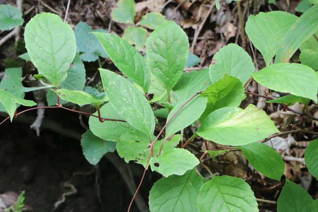 Schisandra (Wu Wei Zi)