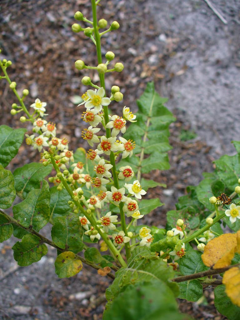 Frankincense TCM (Ru Xiang)