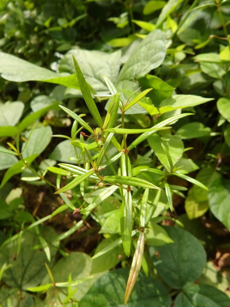 Oldenlandia (Bai Hua She She Cao)