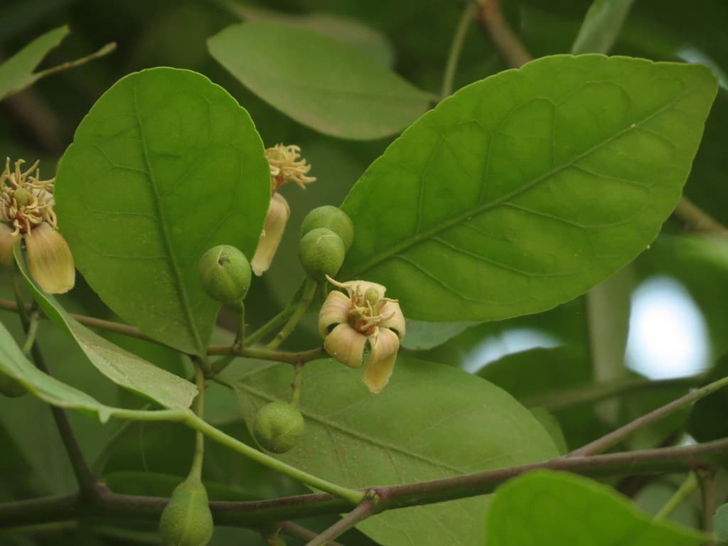 Bilva (Bael Fruit)