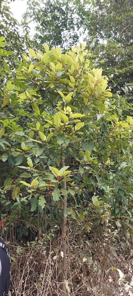 Kratom