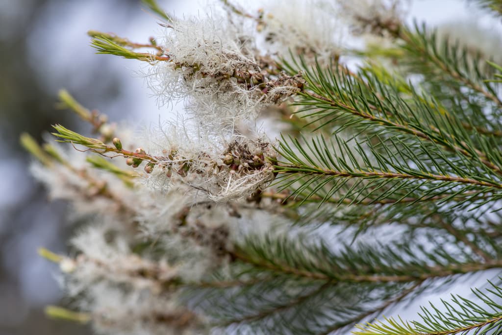 Tea Tree