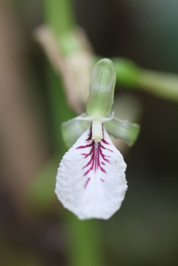 Cardamom (Ela / Sha Ren)