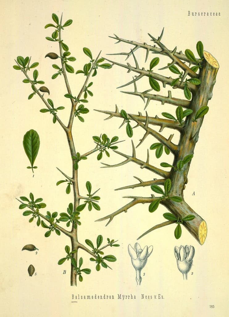 Myrrh TCM (Mo Yao)
