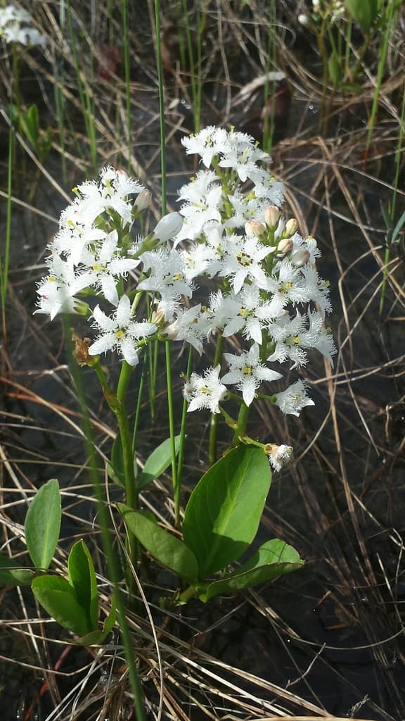 Bogbean