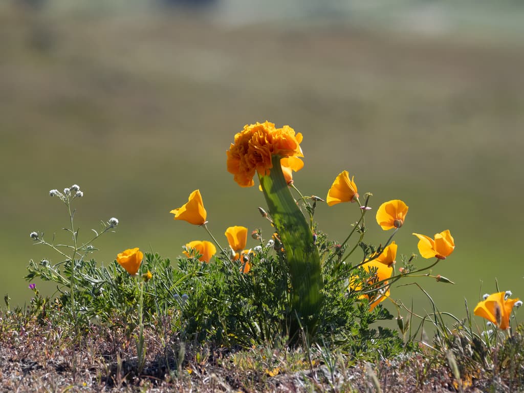 California Poppy