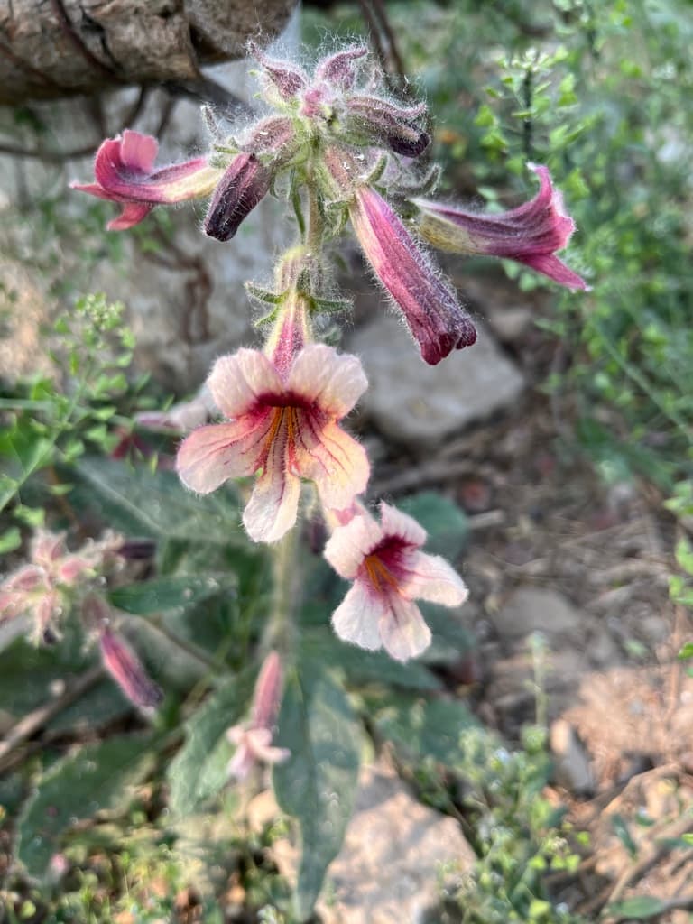 Rehmannia (Di Huang)