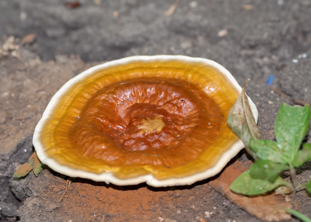 Reishi