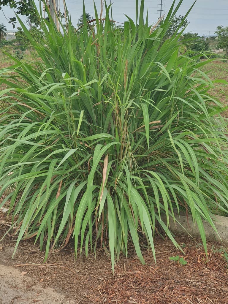 Lemongrass