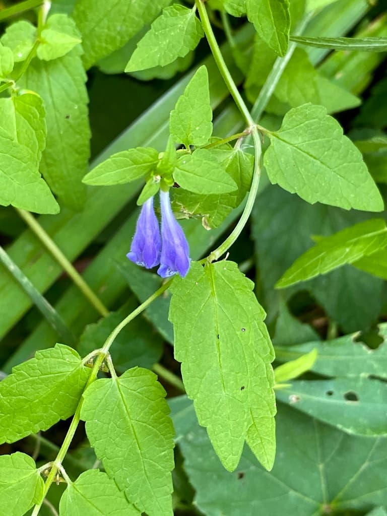 Skullcap