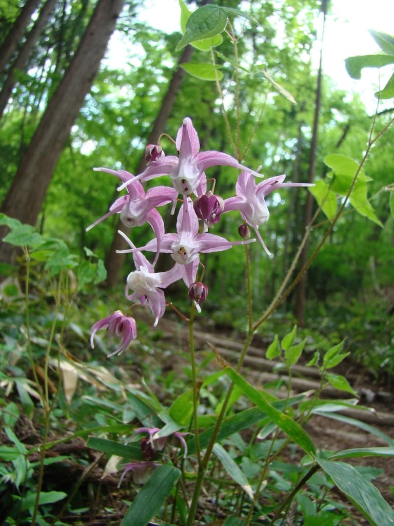 Epimedium (Yin Yang Huo)