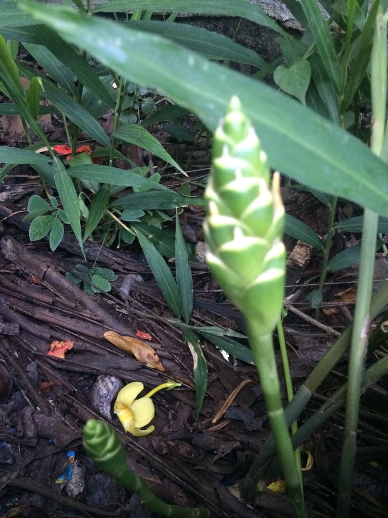 Dry Ginger (Gan Jiang)