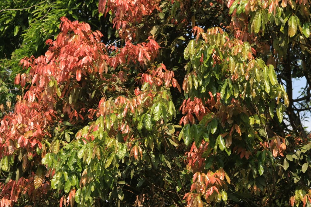 Longan (Long Yan Rou)