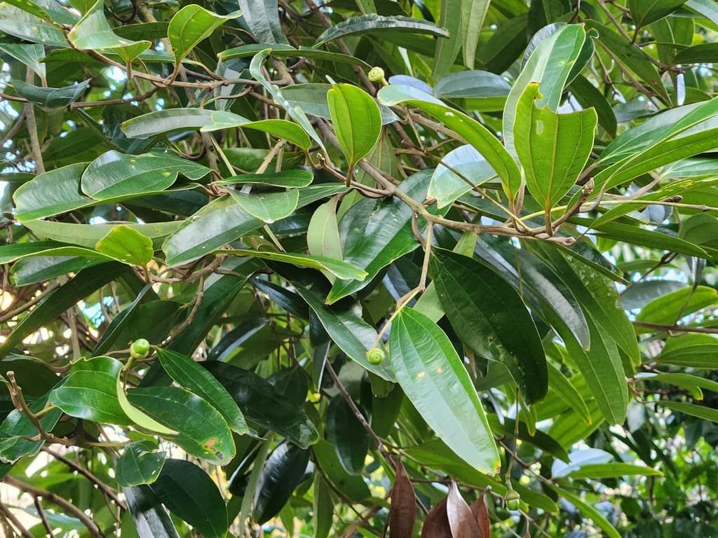 Cinnamon Twig (Gui Zhi)