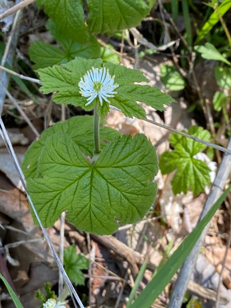 Goldenseal