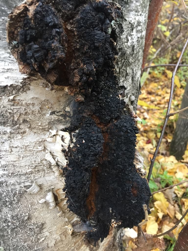 Chaga