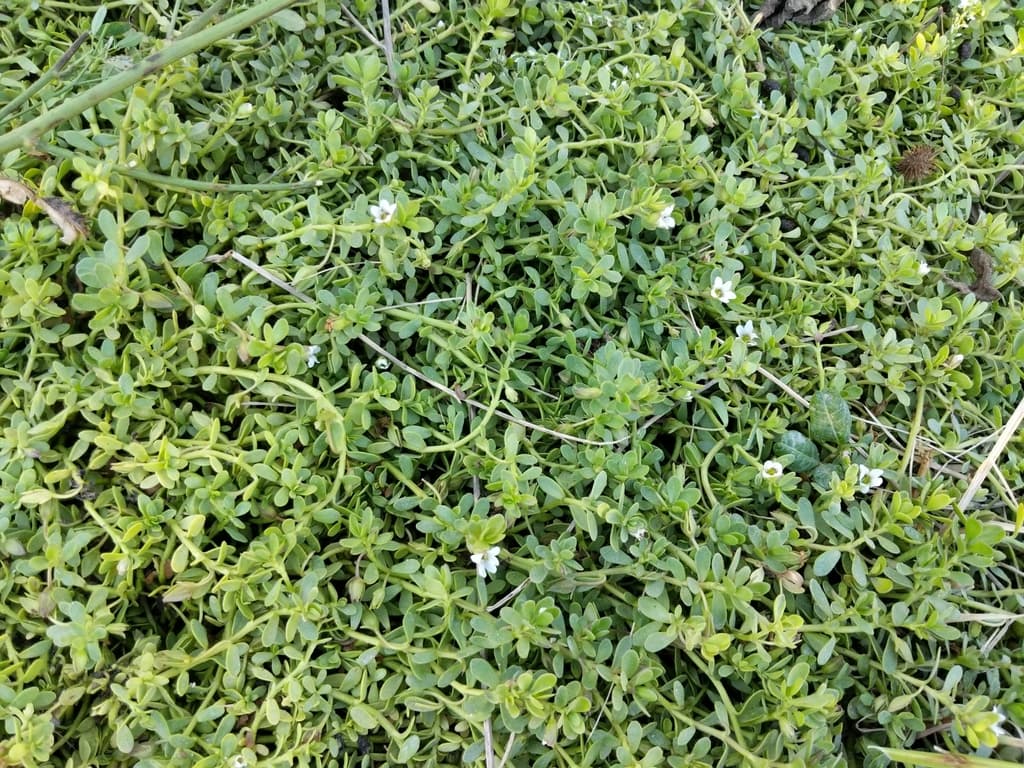 Bacopa