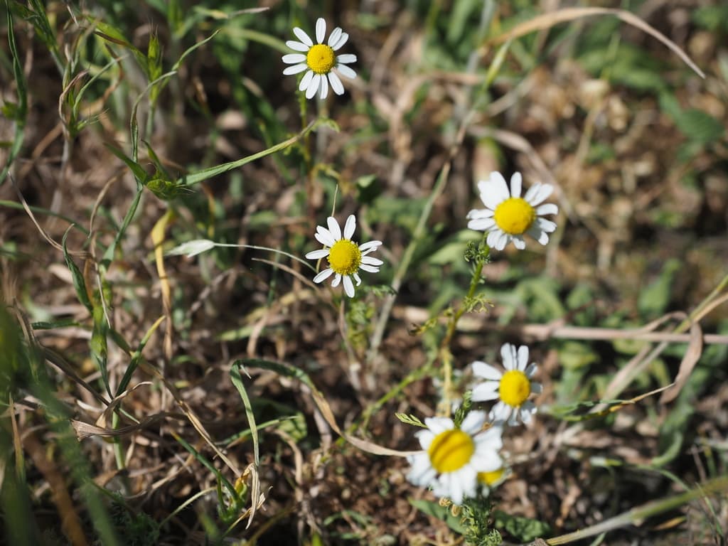 Chamomile