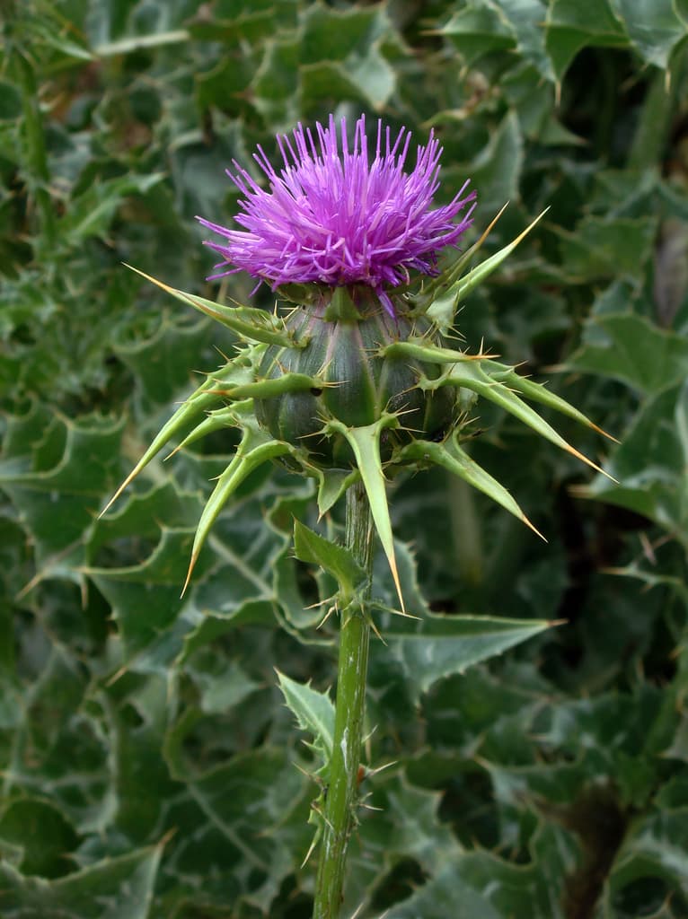 Milk Thistle