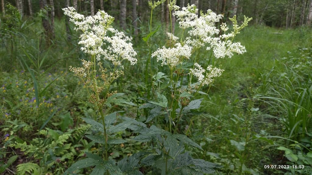 Meadowsweet