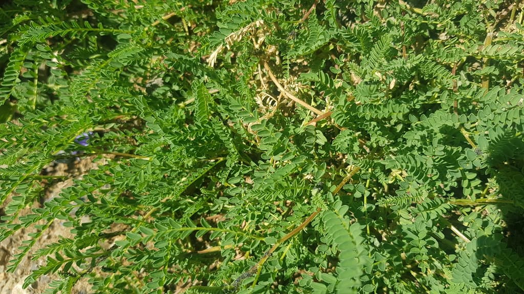 Astragalus (Huang Qi)