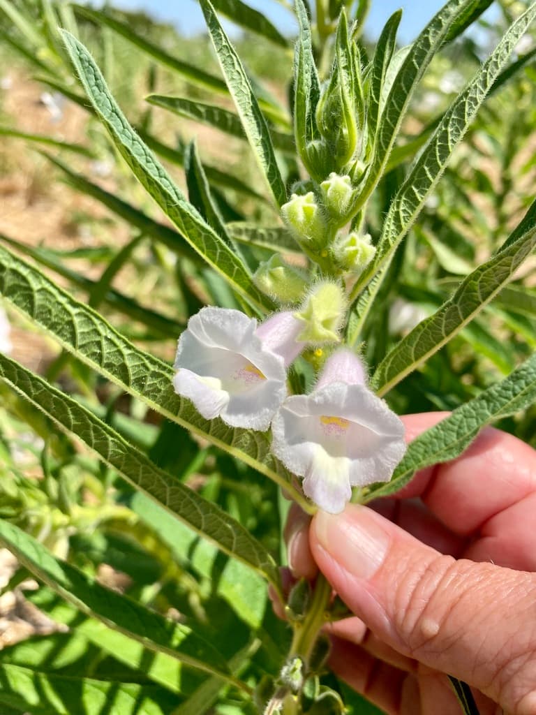 Black Sesame (Hei Zhi Ma)