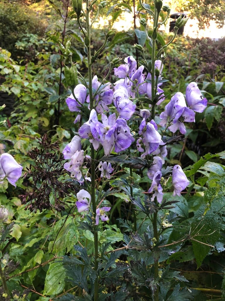 Prepared Aconite (Fu Zi)