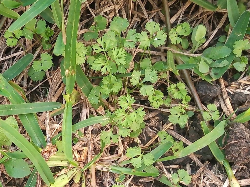Coriander Seed