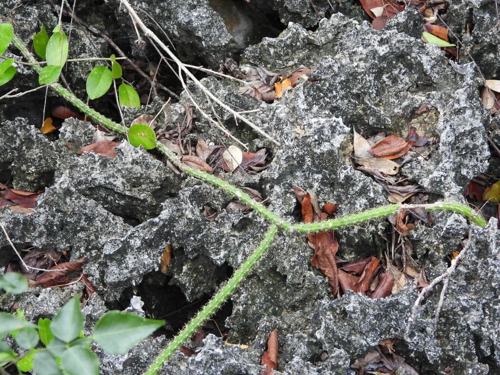 Night-blooming Cereus