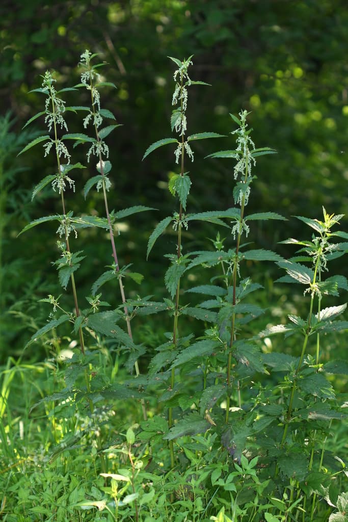 Nettle Root