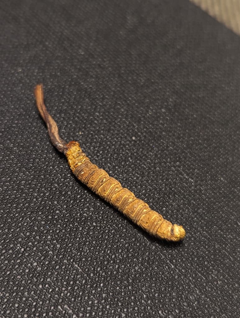 Cordyceps sinensis (Wild Caterpillar Fungus)