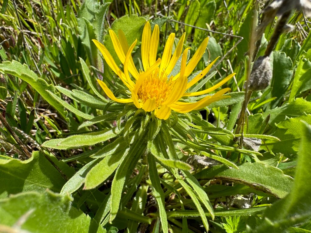 Grindelia