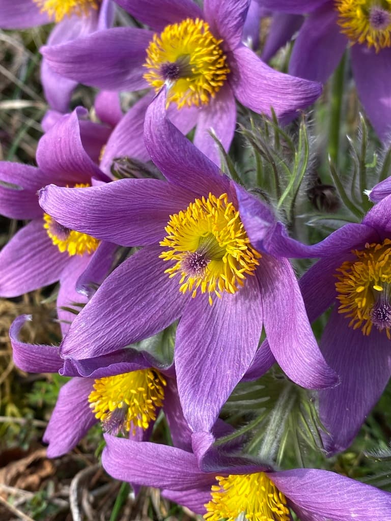 Pulsatilla
