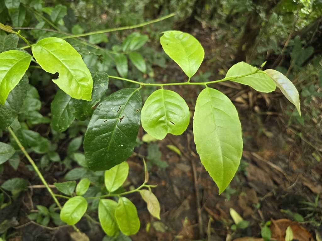Guayusa
